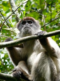 Red colobus monkey